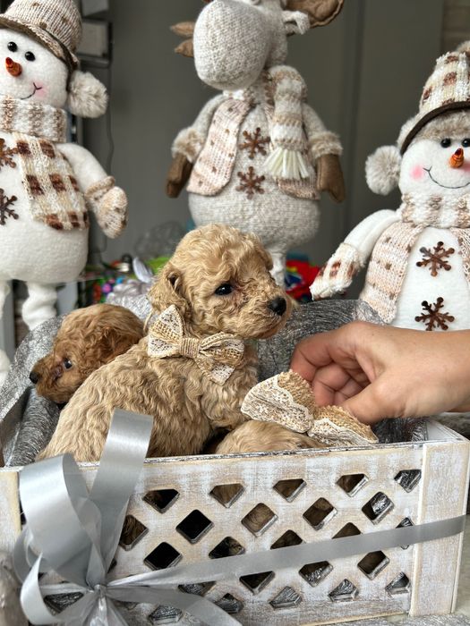 Продавам 4 женски и 2 мъжки мини пудела.