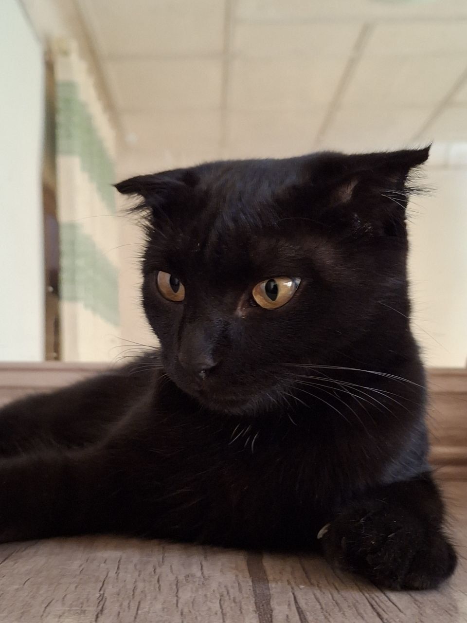 Кошка , Шотланд вислоухо