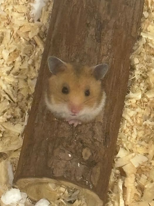 Отдаю хомяка, сирийскую