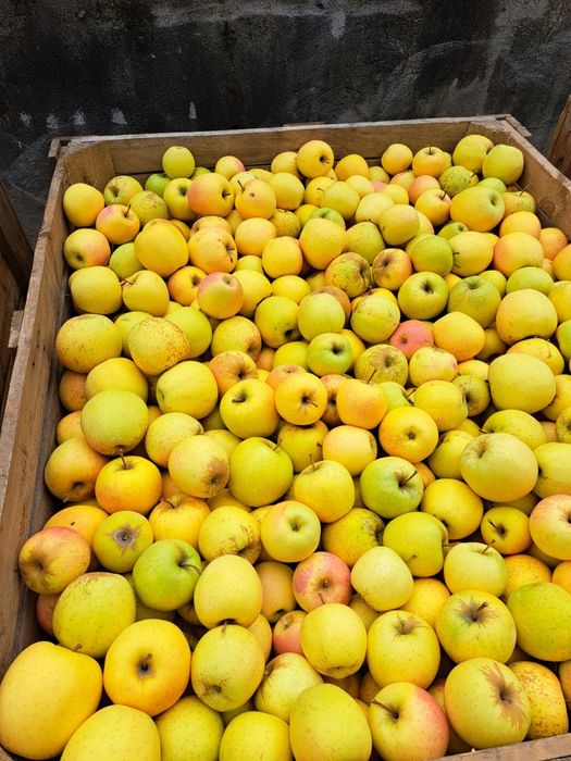 Vând mere diverse soiuri