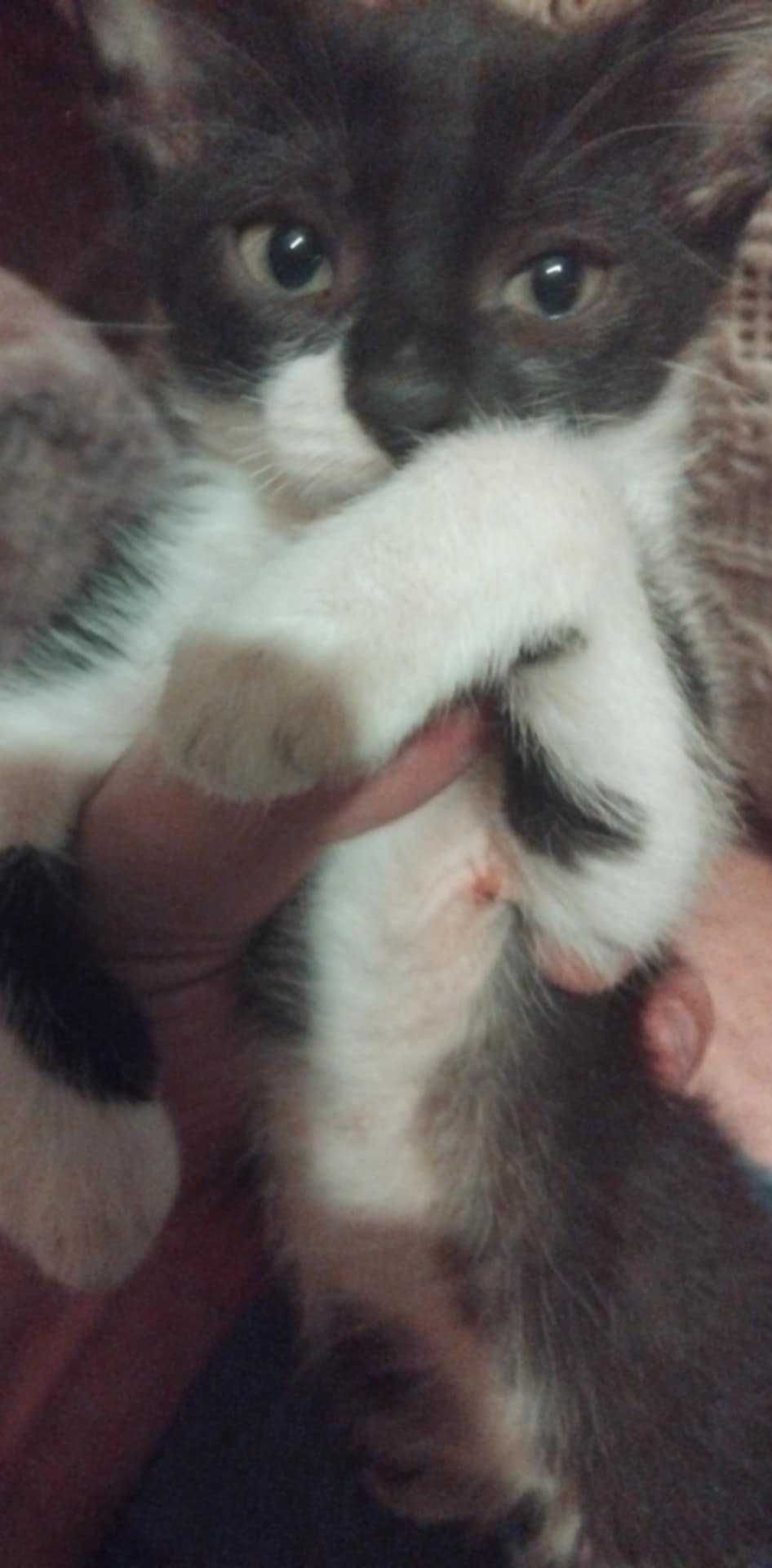 Котенца за осиновяване