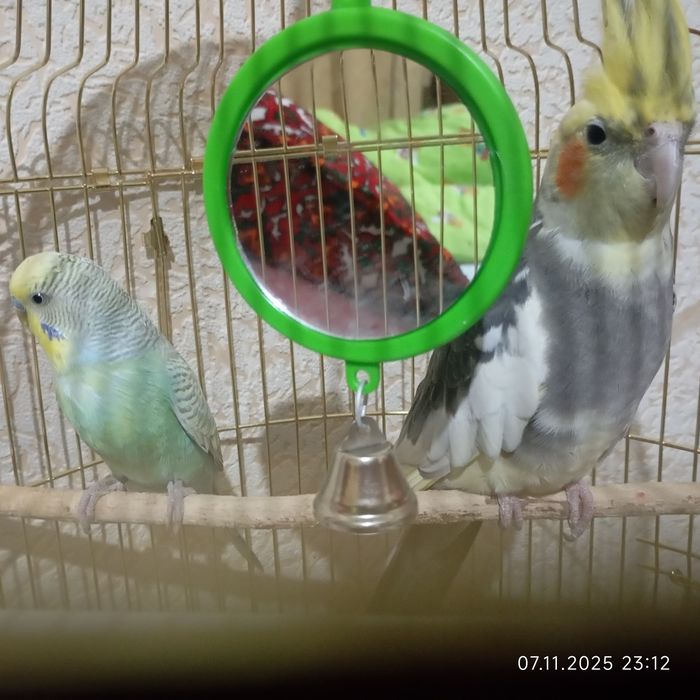 Волнистый попугай и Корела, Оптовая цена