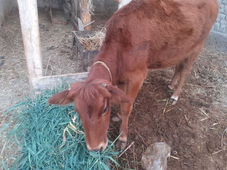 3 ta mol sotiladi, narxi kelishiladi