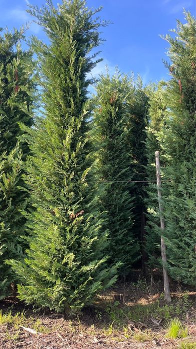 Tuia zmarad Lilandi artari japonez bosai pom poni brazi argiti spirale