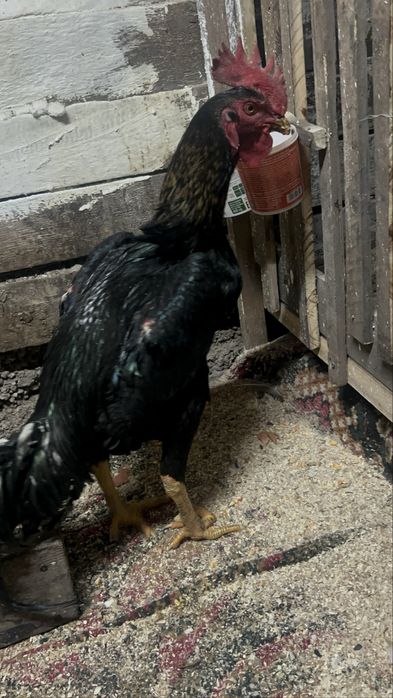 Продам дакана чолпана