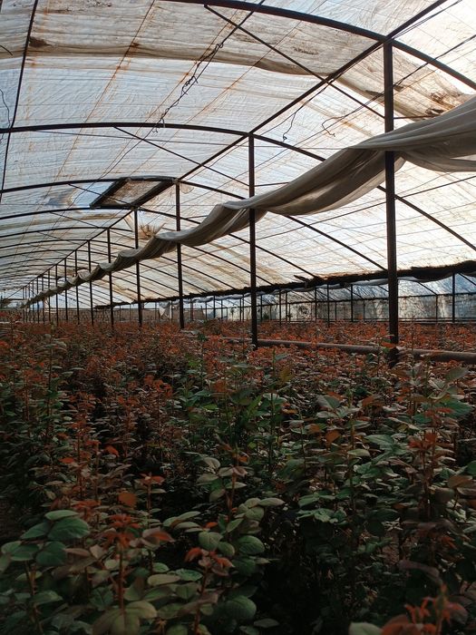 Issixona biznesi bo'yicha Atirgul ko'chatllari sotamiz