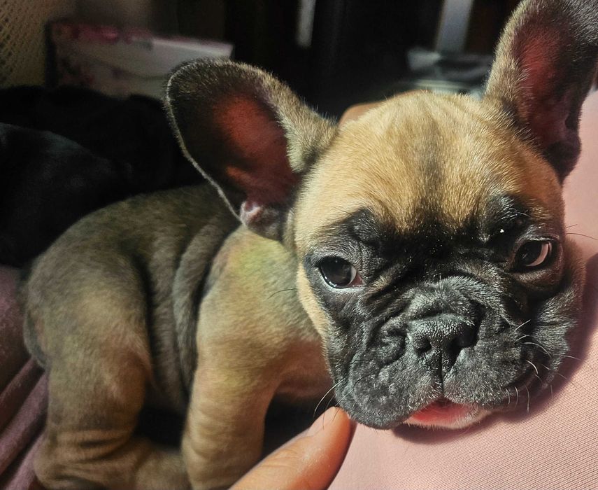 Френски будлог (френчи)