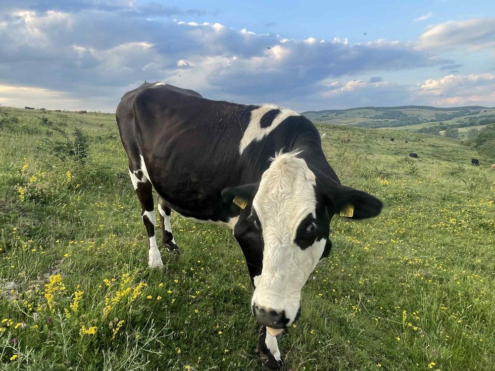 Vand juninca prasita din taur de angus