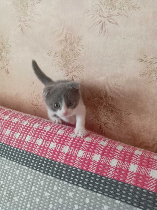 Scottish fold мушукча (ранги кук ок,) сотилади!