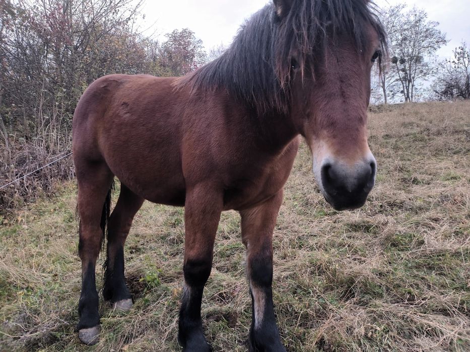 Mânz de 1 an și 6 luni