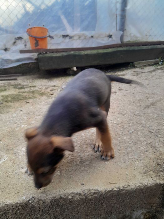 Подарявам куче смеска мъжко