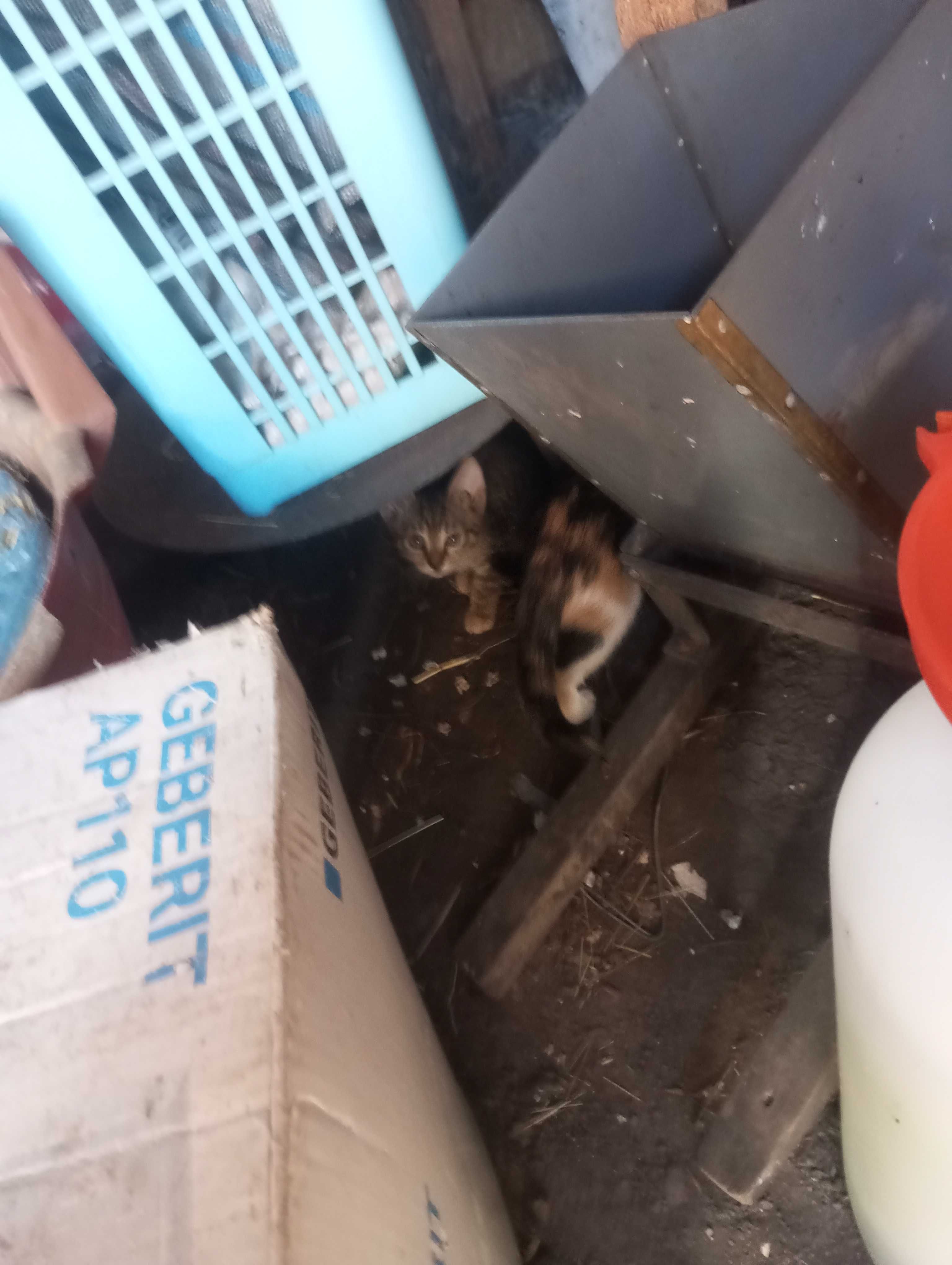 Dau in adopție 7 pisici din jona Clujului gratis