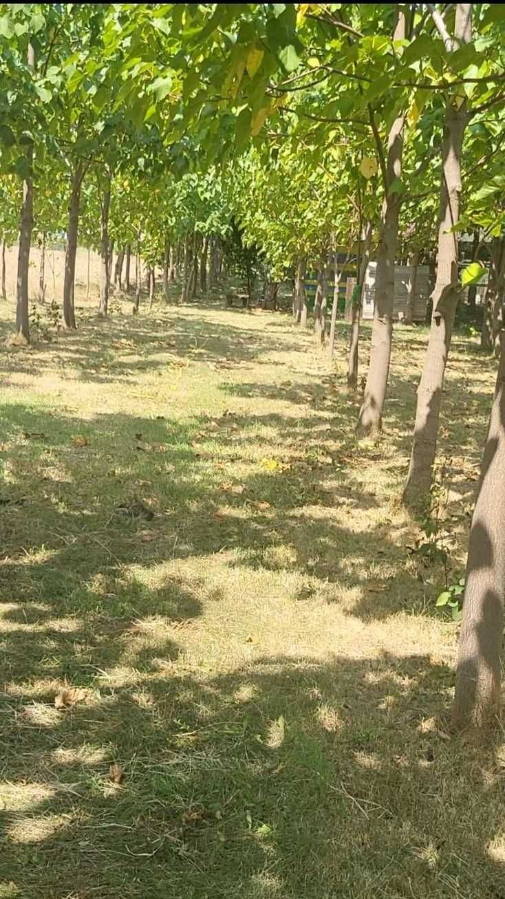 Copaci Paulownia,NU SUNT IN PEPINIERE,Se pot planta in ORICE ANOTIMP