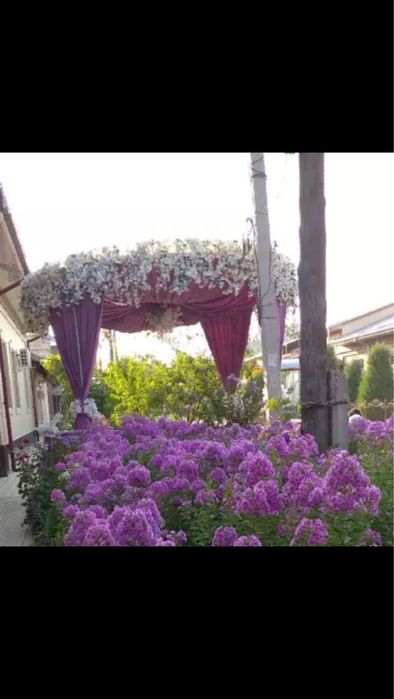 Флокса кўп йиллик гул