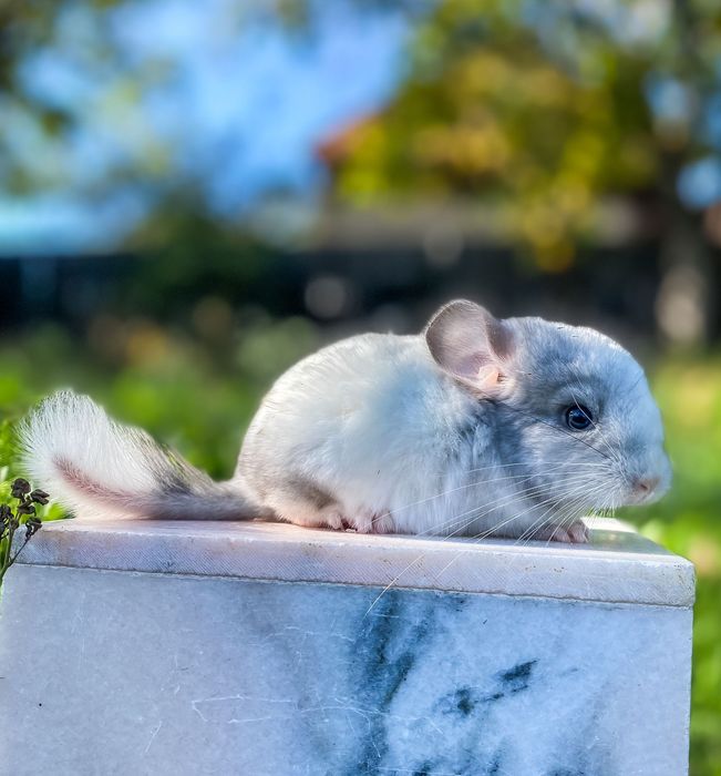 Animal de companie - chinchilla cincila sinsila chinchila