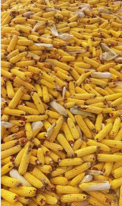 Vând porumb știuleți din producția 2025