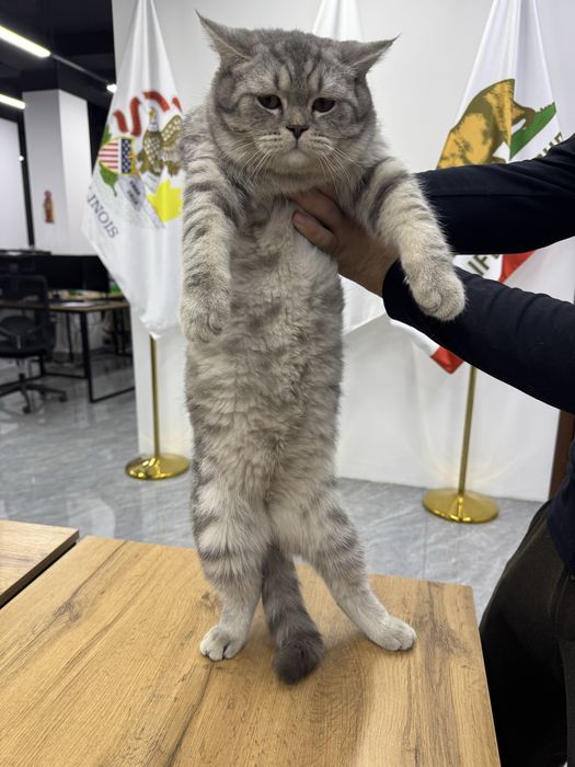 Вязка британсий шиншила кот опитний, год