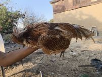 Хороз сотилади 1 йош