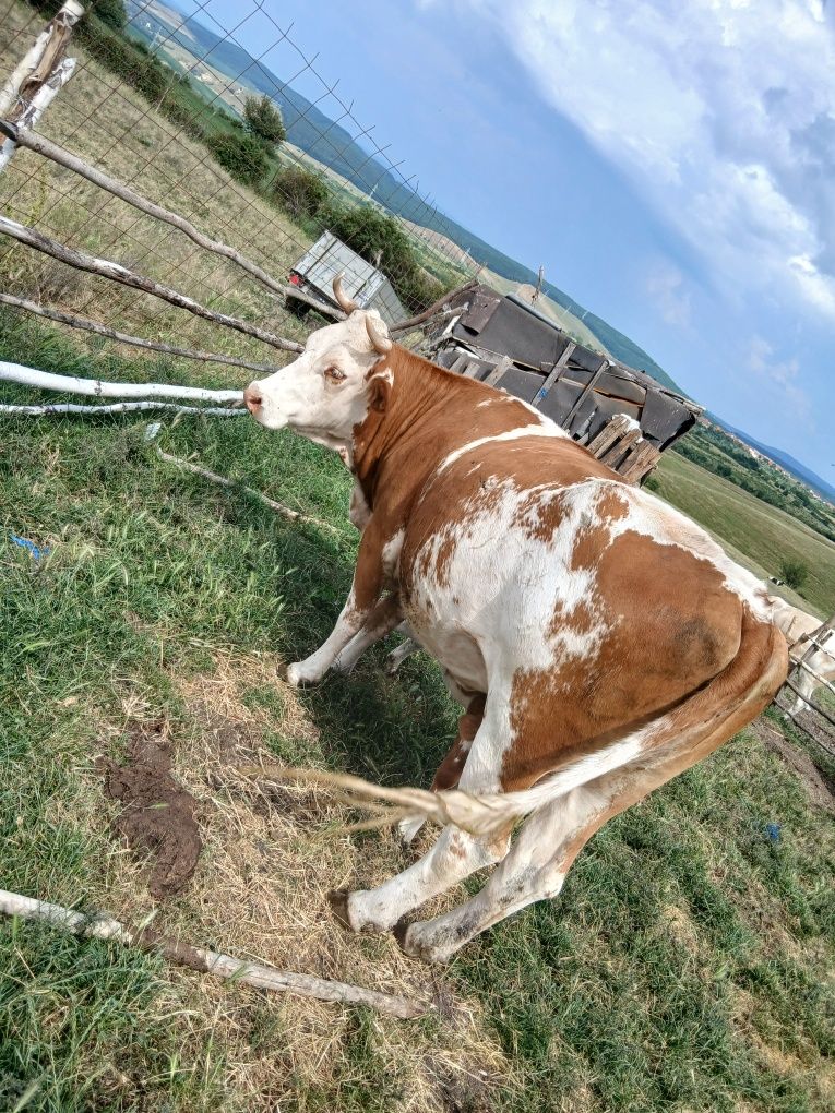 Vând vaca cu vițel