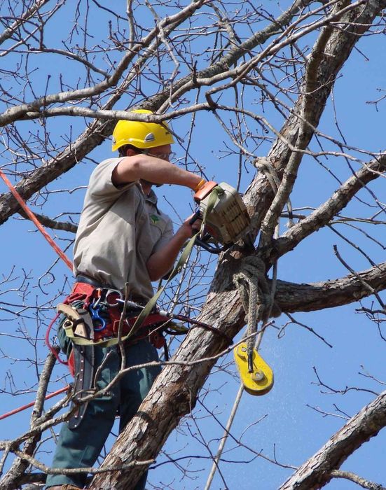 Спил деревьев. Посадка деревьев. Услуги Садовника. Вывоз мусора