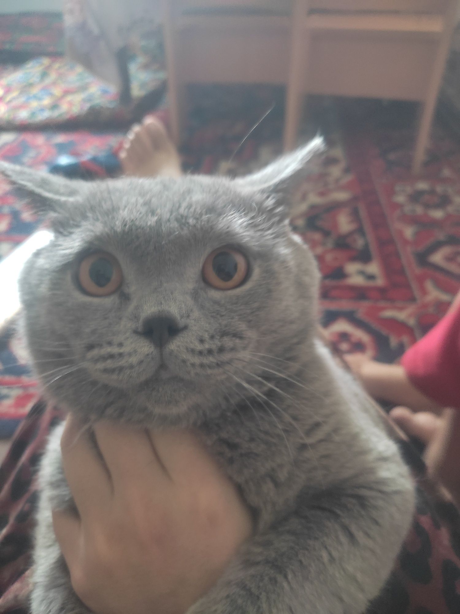 Продаются котята скотиш фолд!