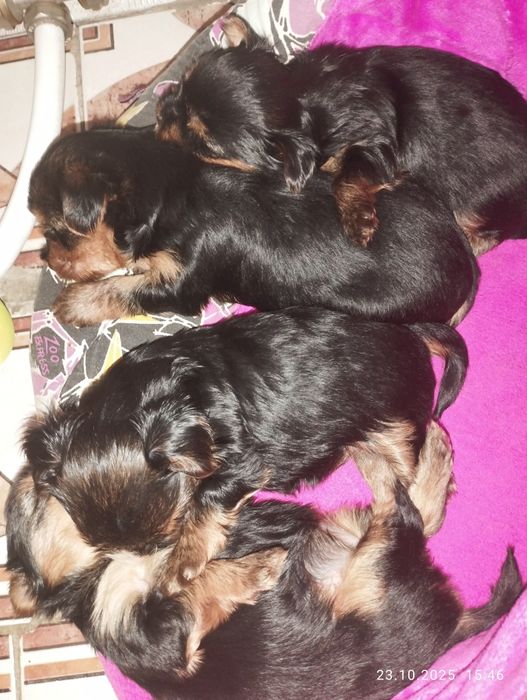 Йоркширский терьер мини