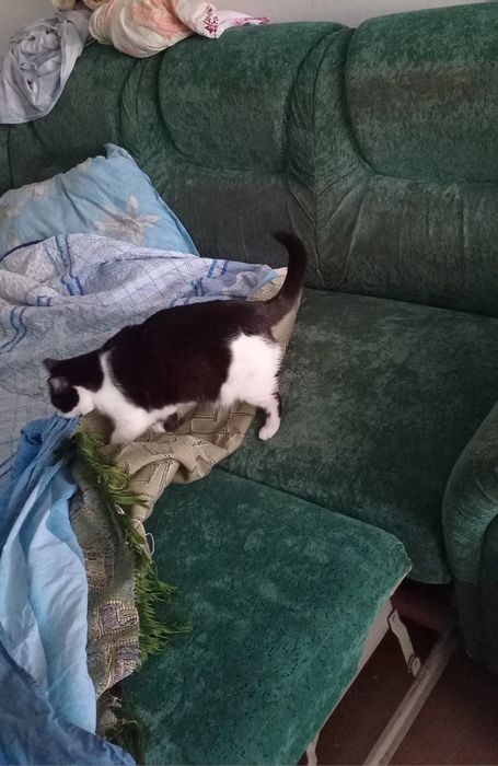 Отдам диван на дрова