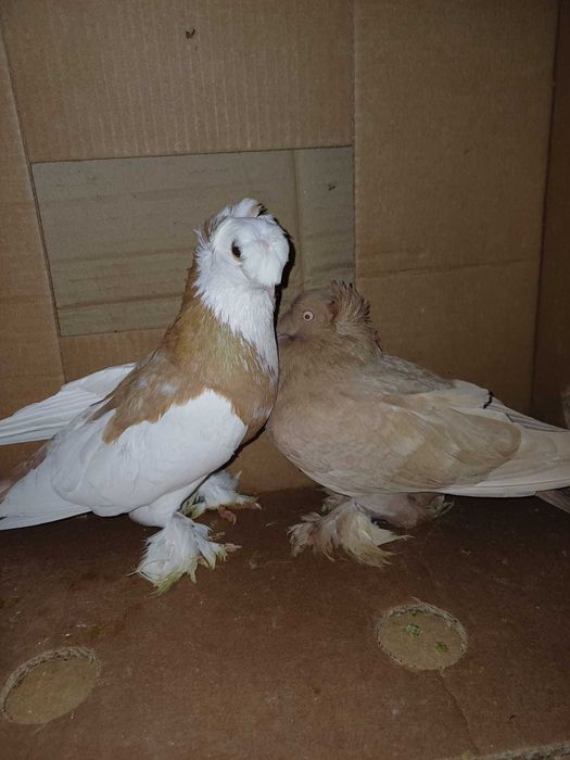 Jucatori de Botosani si Infoiati