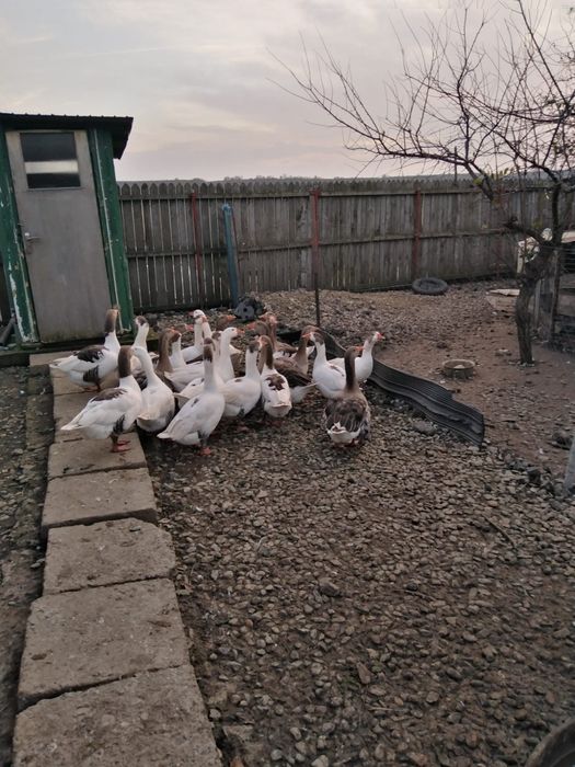 Gâște Ialomița Axintele