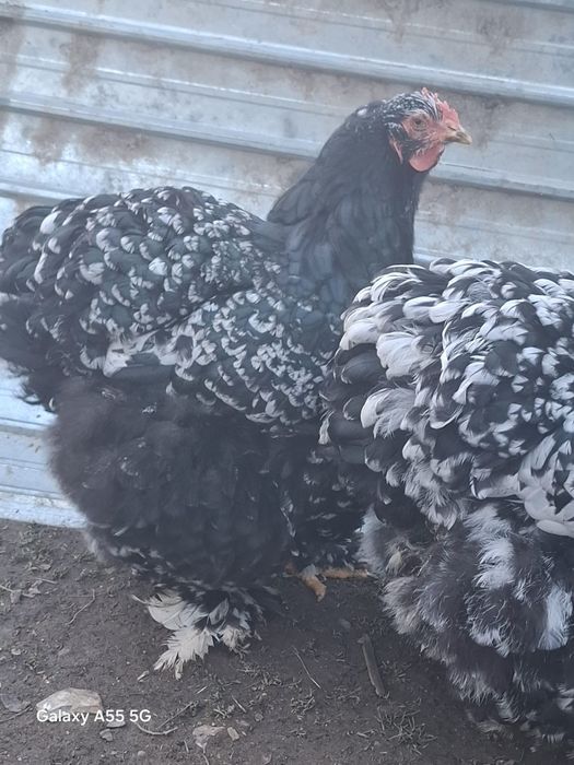 Oua incubat Ayam Cemani, Brahma hd, combatant indian, cochinchina uria