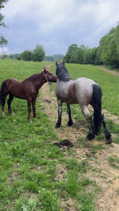 De vanzare!!! 2 armăsari frumoși !