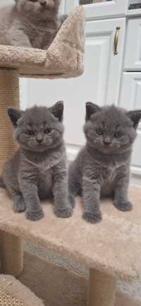 Vând pisicuțe British shorthair blue !!!