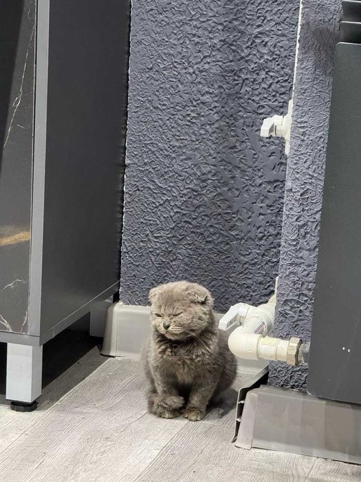 scotish fold СКОТИШ ФОЛД