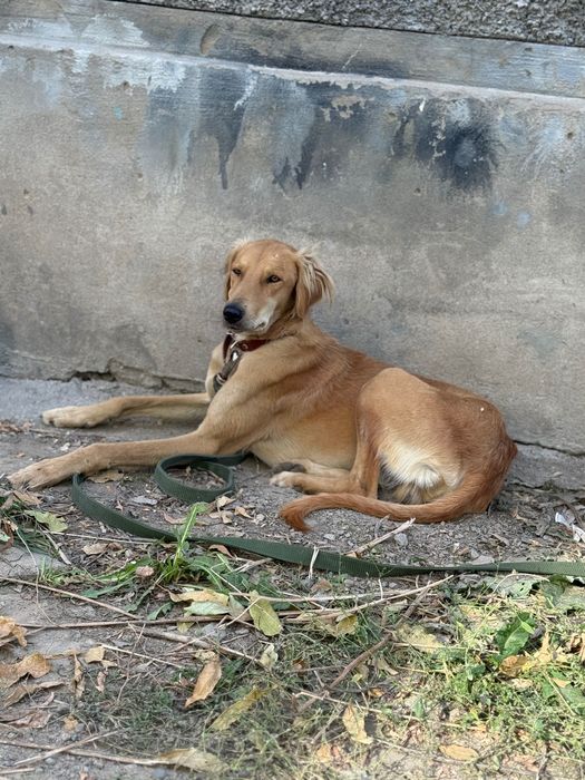 Шикарный Тазы ищет любящий дом!!!