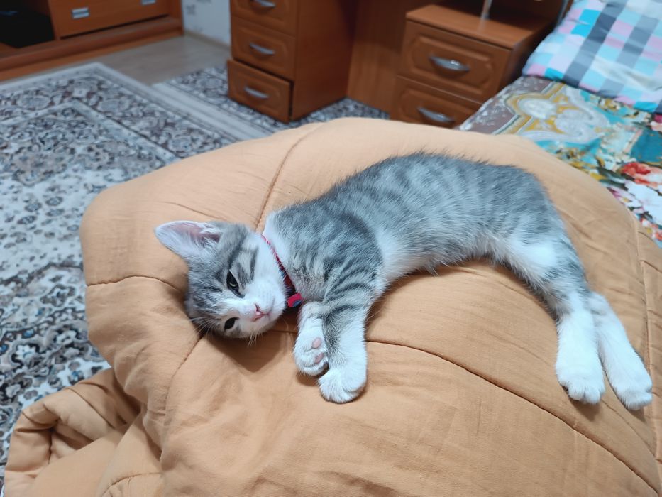 Uy mushugi 2.5 oylik