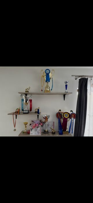 Akita American Femela Pedigree Tip A 2 ani