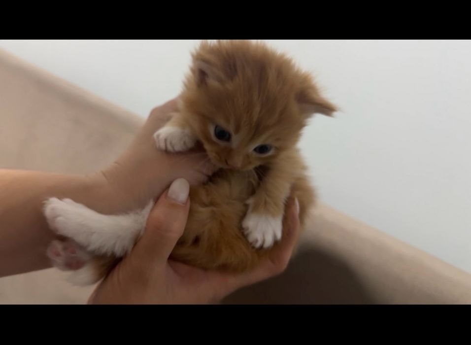 котята, месяц им