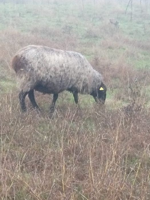 Vând oaie și mieluță Romanov