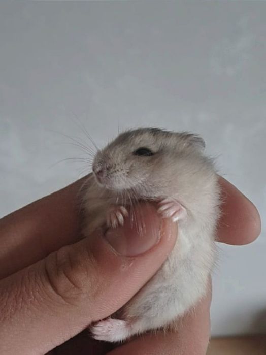 Хомячки джунгарики