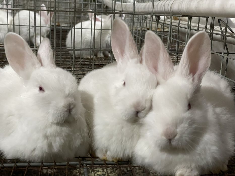 Hikol quyonlari sotiladi