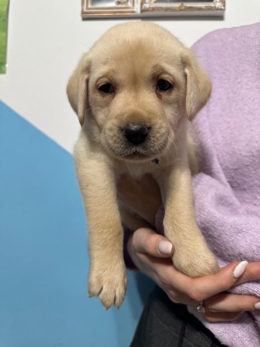 Fetita labrador retriver