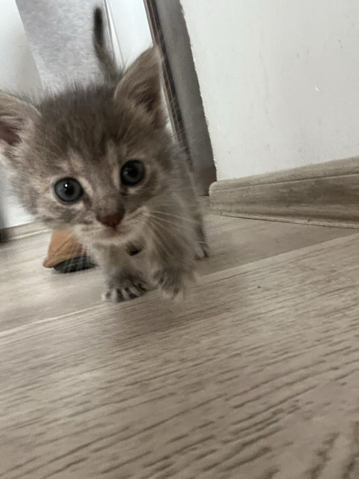 Подарява се малко котенце