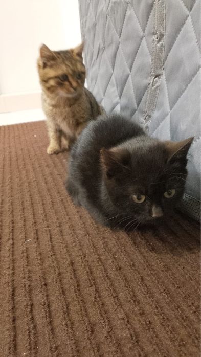 КОТЯТА в добрые руки, срочно.