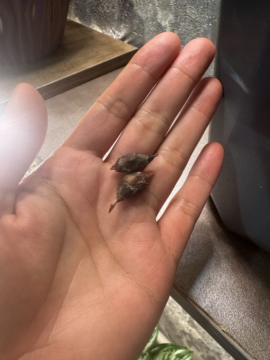 Клубни лонгилобы