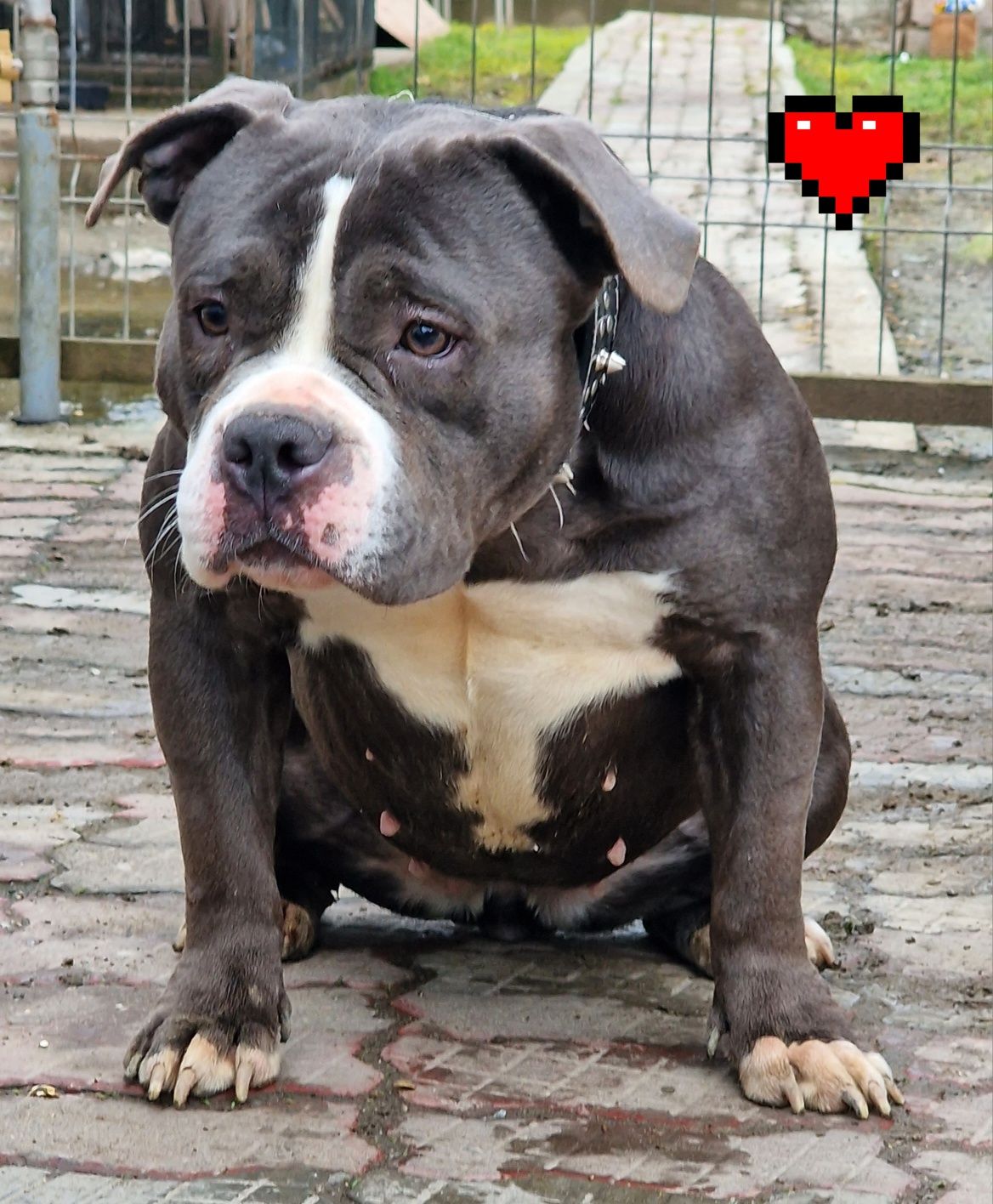 Femela American Bully pocket ABKC