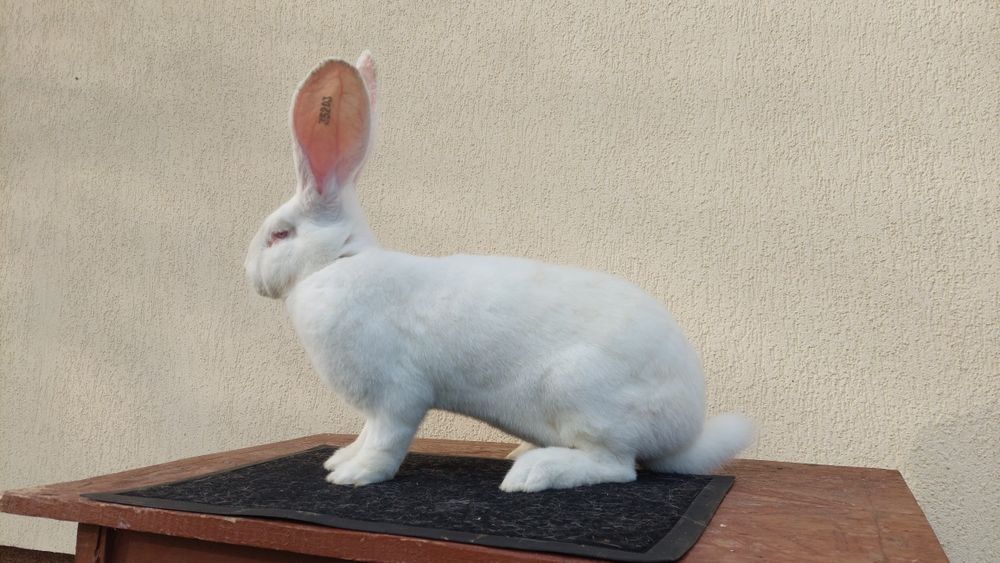 Iepuri uriași germani albi mascul și femela