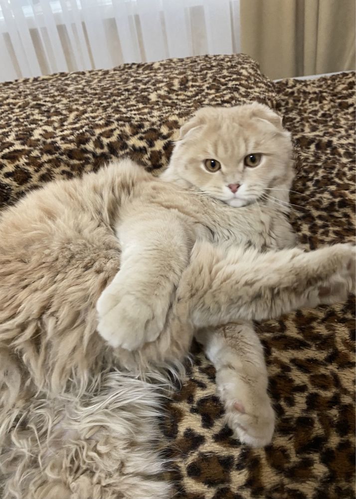 Кот для вязки, шотландец