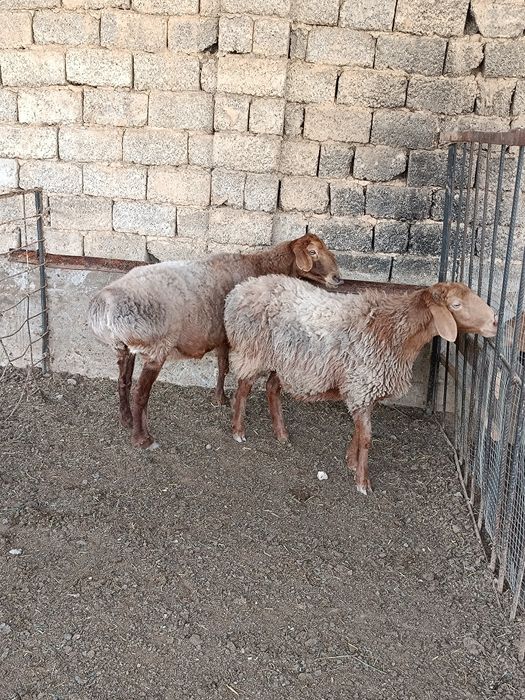 Boʻgʻoz qoyla sotiladi