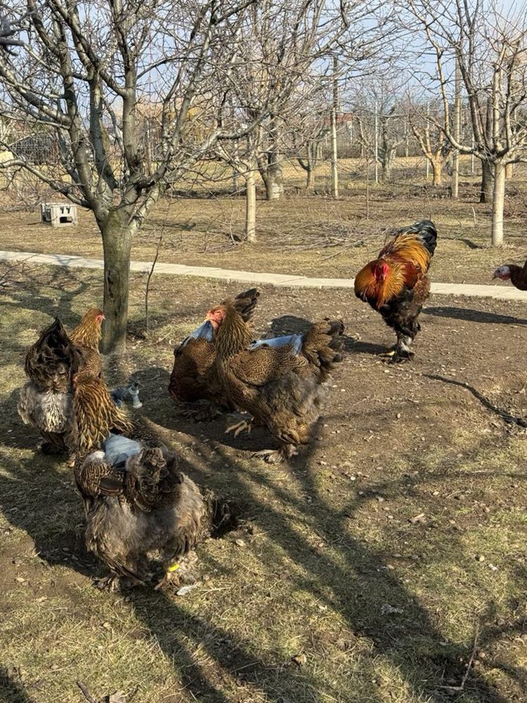 Familii Brahma Potarnichiu pe negru 2024