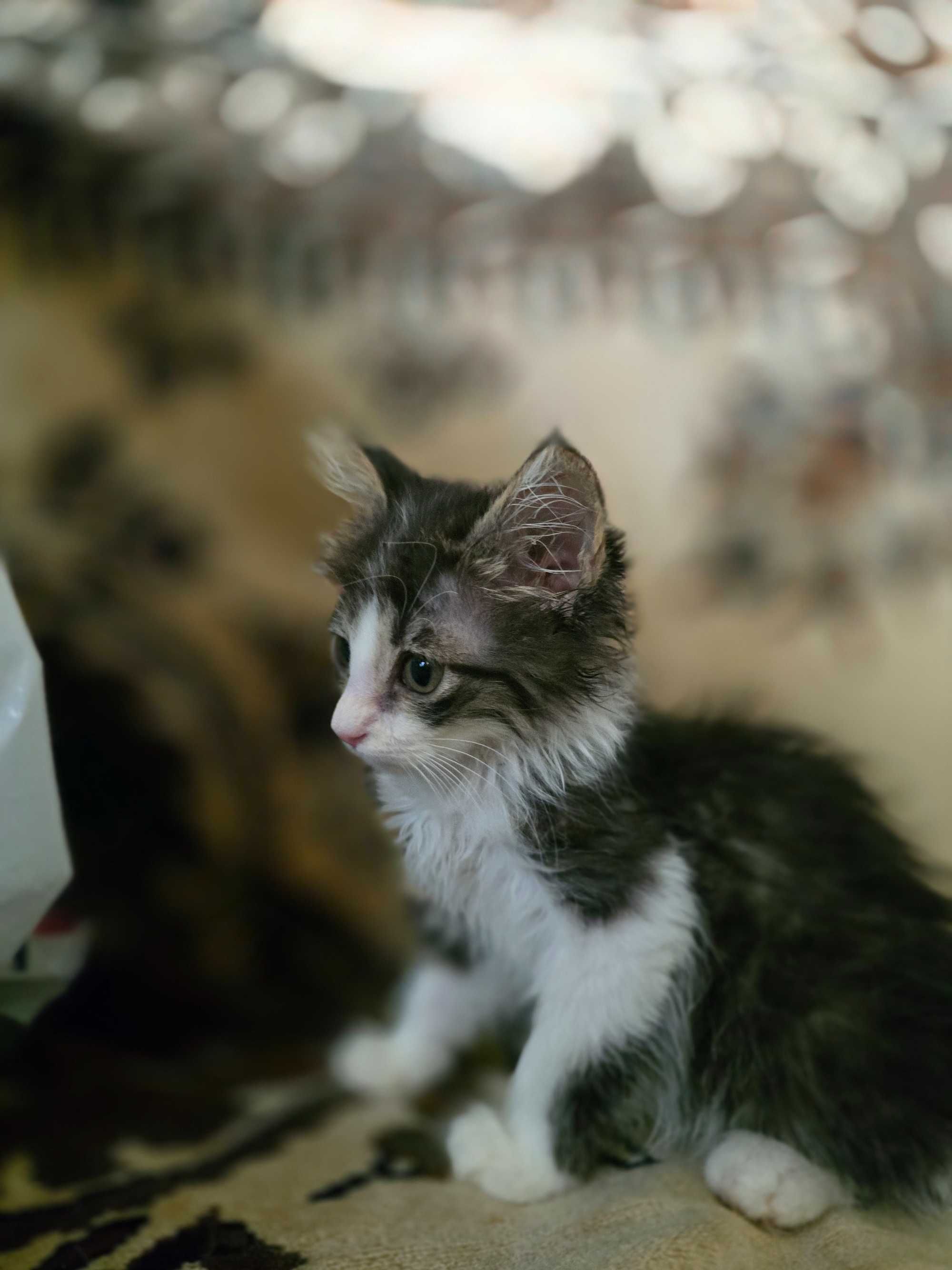 Котёнок, девочка, 2 месяца